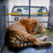 Dio a conocer el Alcalde Carlos Peña Ortiz captura exitosa de un tigre en Reynosa