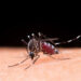 Diagnóstica Secretaría de Salud riesgo alto en 2025 por Dengue