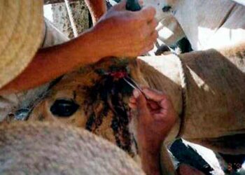 Tamaulipas adopta medidas para evitar llegada de gusano barrenador