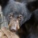 Aseguran tres Osos en cascadas de Juan Capitán