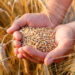 Trigo se convierte en producto de siembra alternativo para productores