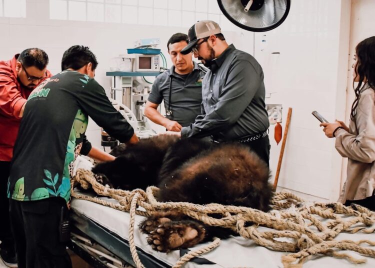 Retorna Comisión de Parques familia de osos negros a su hábitat
