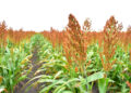 Productores de sorgo tamaulipecos se beneficiarán con la Ley de Biocombustibles