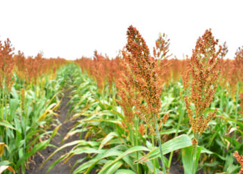 Productores de sorgo tamaulipecos se beneficiarán con la Ley de Biocombustibles
