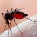 Se desata Dengue en Tamaulipas