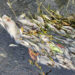 Investigan mortandad de Peces en canal de El Mante