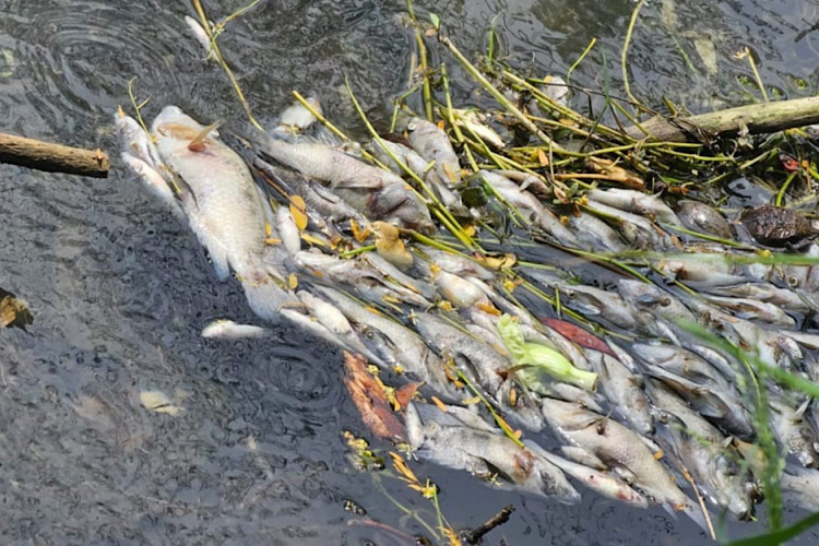 Investigan mortandad de Peces en canal de El Mante