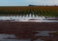 Descartan Afectaciones al Agro por Tormenta Tropical “Barry”
