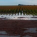 Descartan Afectaciones al Agro por Tormenta Tropical “Barry”