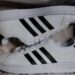 Encuentra tenis Adidas para mujer originales que combinan comodidad y estilo