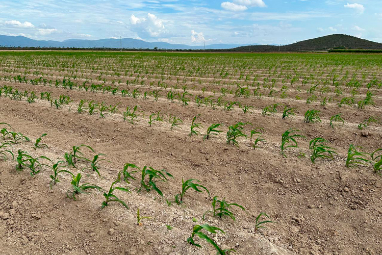 Impulsan productividad y sostenibilidad del sector agropecuario tamaulipeco