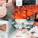 Producirá la UAT pollos de engorda con mayor calidad nutritiva y saludable