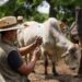 Gusano barrenador deja factura millonaria a ganaderos mexicanos