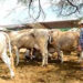 Cierran cinco mil ranchos desde hace quince años
