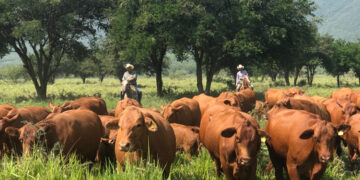Tamaulipas sigue libre de plagas pecuarias: Amaya
