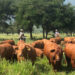 Tamaulipas sigue libre de plagas pecuarias: Amaya