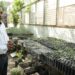 Implementa la UAT manejo sustentable del maguey mezcalero en Miquihuana
