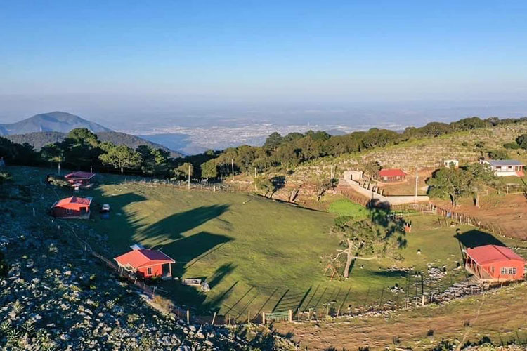Es Pino Solo en Ciudad Victoria, un tesoro natural de Tamaulipas