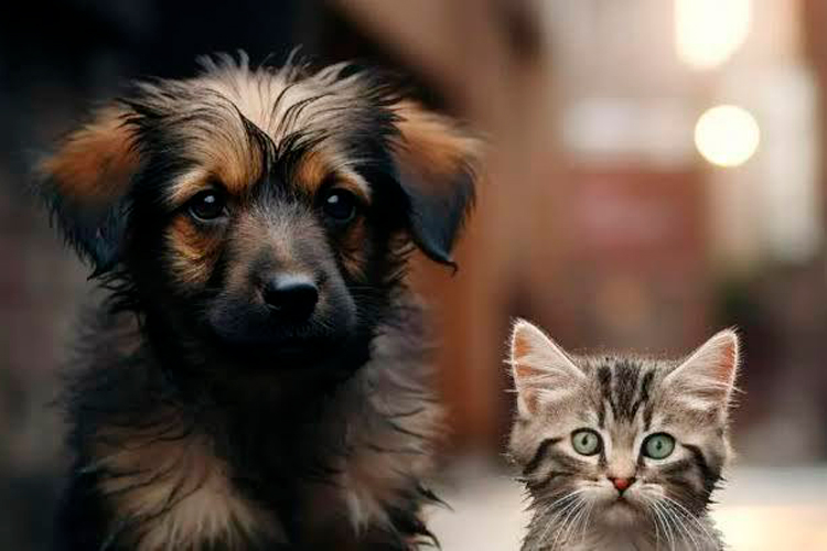 Reforma protege mascotas en divorcios tamaulipecos