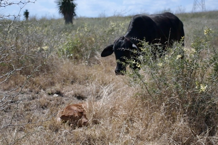 Omisión ganadera reavivó gusano barrenador