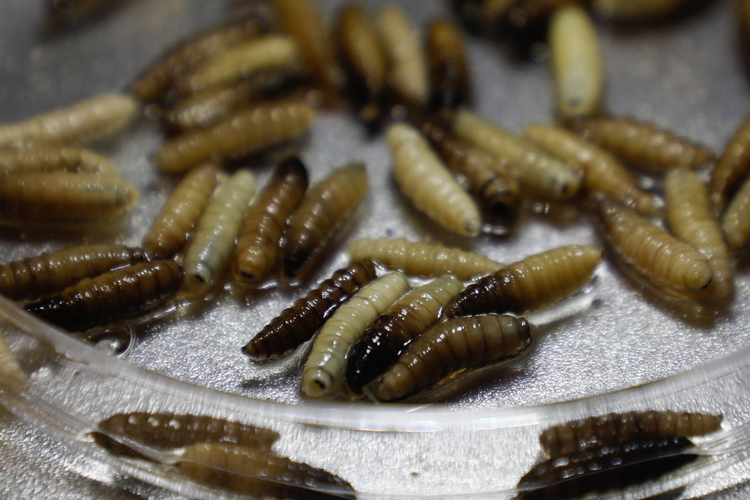 Tamaulipas contiene brote del gusano barrenador