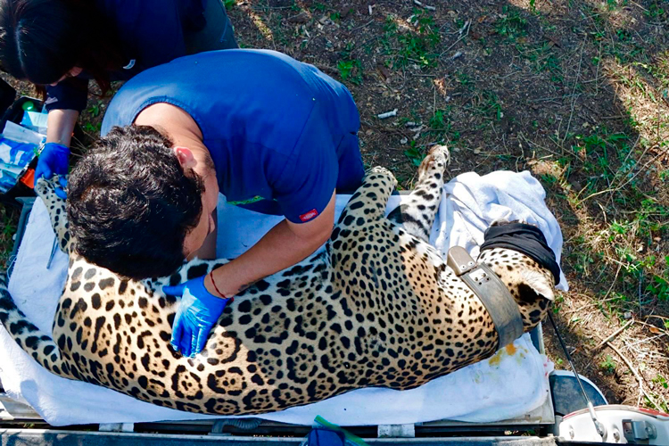Jaguar rescatado sano y salvo en Gómez Farías: Comisión de Parques