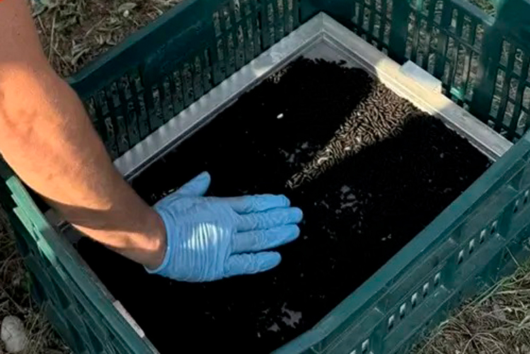 Modelo tamaulipeco frena gusano barrenador y se replica