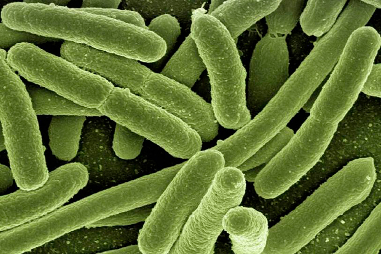 Propuesta electoral: Evitarán nexos de candidatos con el crimen