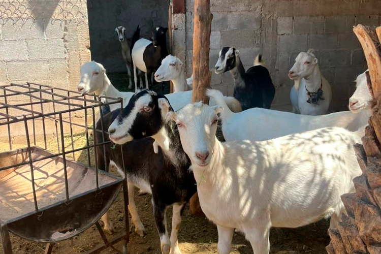 Destaca Tamaulipas con genética caprina de alto nivel en festival nacional