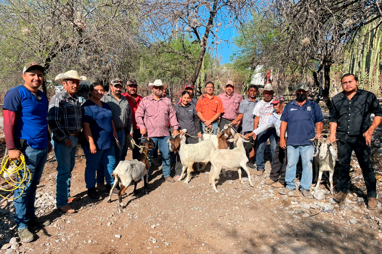Impulsan evaluación reproductiva de sementales caprinos en Jaumave