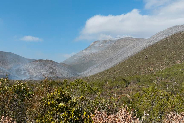 Inician labores de combate en incendio forestal en el ejido Joya de Herrera, Bustamante