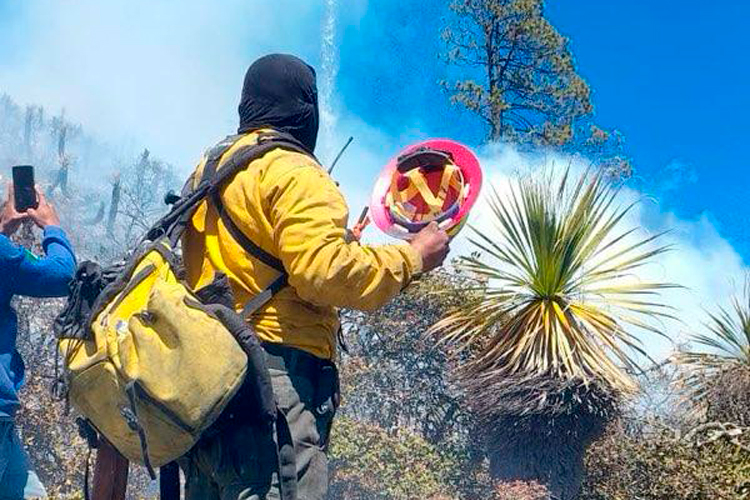 Reporta Gobierno de Tamaulipas descenso en casos activos de gusano barrenador
