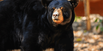 Buscan renovar experiencia del Zoológico Tamatán con nuevas especies
