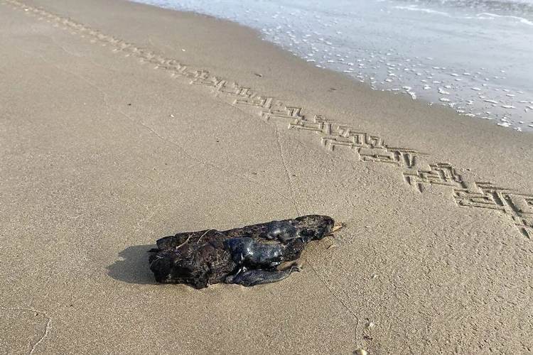 Parque ‘La Junta’ será casa de Los Tecos de los Dos Laredos un año más