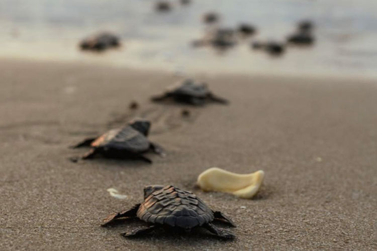 Registra Tamaulipas primera anidación de tortuga lora de la temporada 2026