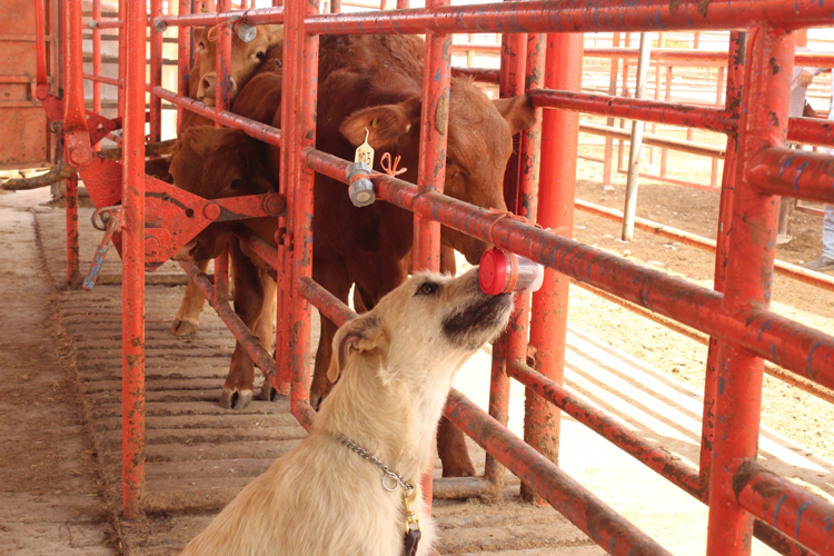 Impulsa STPS empleo digno y desarrollo laboral en Tamaulipas