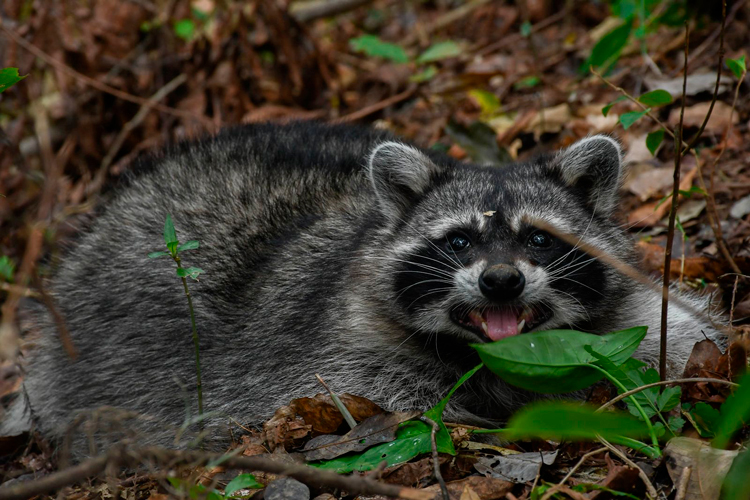 Mantiene Lalo Gattás un gobierno cercano a la gente