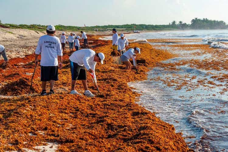 Detectan sargazo en toda la costa tamaulipeca
