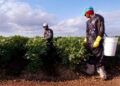 Migrantes mexicanos en EU constituyen la octava economía mundial