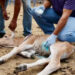 Curación a través del cordón umbilical frenará gusano barrenador, aseguran
