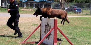 Binomios K-9 de la Guardia Estatal fortalecen la seguridad y la cercanía con la ciudadanía