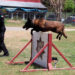 Binomios K-9 de la Guardia Estatal fortalecen la seguridad y la cercanía con la ciudadanía