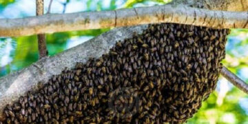 Llegan despidos masivos en Defensoría Federal Pública
