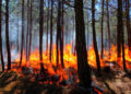Persisten riesgos pese a reducción incendios: CONAFOR