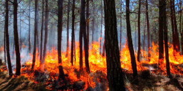 Persisten riesgos pese a reducción incendios: CONAFOR