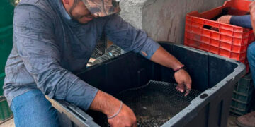 Promueve Gobierno del Estado desarrollo de la ostricultura en Soto la Marina