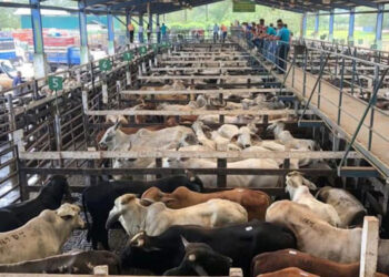 Subastas de ganado operan bajo estricta vigilancia sanitaria