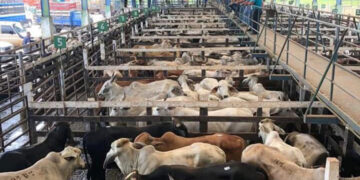 Subastas de ganado operan bajo estricta vigilancia sanitaria