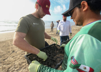 Tamaulipas fortalece liderazgo mundial en protección de tortuga lora