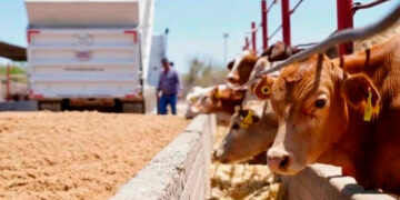 Exportar ganado costará más por cierres fronterizos